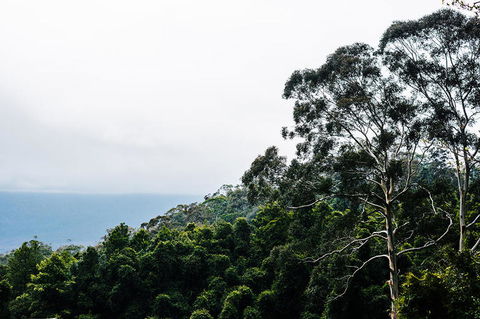 All-Inclusive Blue Mountains Day Trip With River Cruise - Accommodation Australia 18
