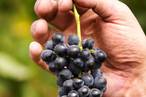 Scenic Hunter Valley Winery Tour With Boutique Wineries & Local Cheese - Australia Shopping 5