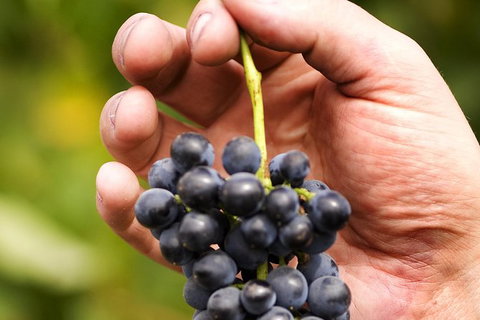 Scenic Hunter Valley Winery Tour With Boutique Wineries & Local Cheese - Australia Shopping 8