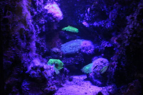 SEA LIFE Sydney Aquarium Entrance Ticket - Accommodation Australia 8