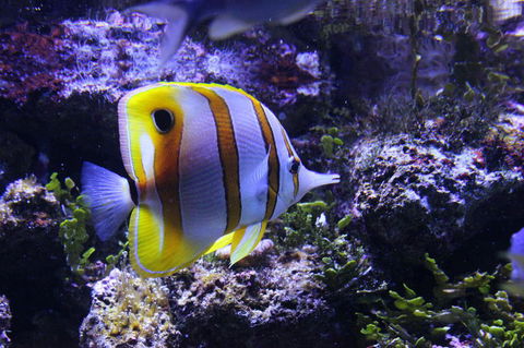 SEA LIFE Sydney Aquarium Entrance Ticket - Accommodation Australia 7