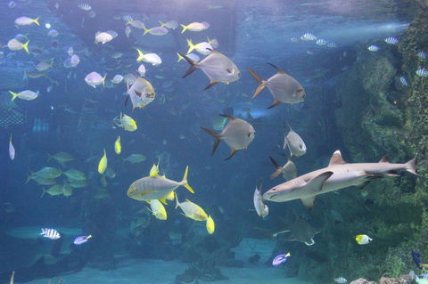 SEA LIFE Sydney Aquarium Entrance Ticket - Accommodation Australia 9