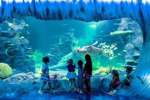 SEA LIFE Sydney Aquarium Entrance Ticket - Accommodation Australia 0