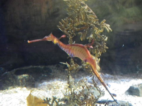 SEA LIFE Sydney Aquarium Entrance Ticket - Accommodation Australia 12