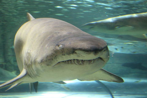 SEA LIFE Sydney Aquarium Entrance Ticket - Accommodation Australia 5