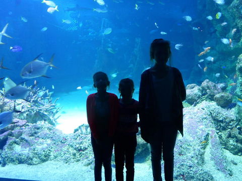 SEA LIFE Sydney Aquarium Entrance Ticket - Accommodation Australia 10