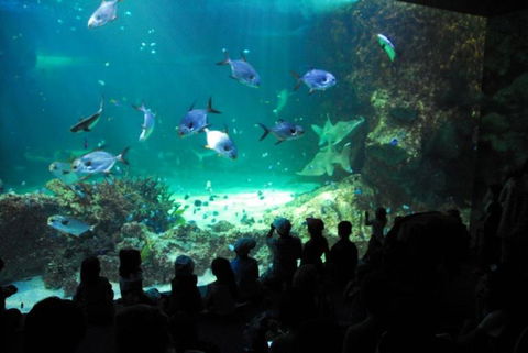 SEA LIFE Sydney Aquarium Entrance Ticket - Accommodation Australia 21