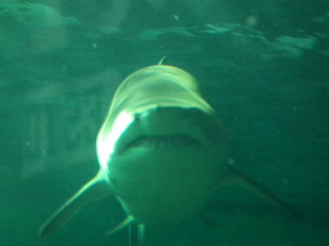 SEA LIFE Sydney Aquarium Entrance Ticket - Accommodation Australia 13
