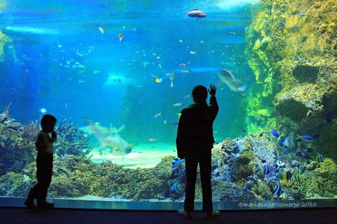 SEA LIFE Sydney Aquarium Entrance Ticket - Accommodation Australia 15