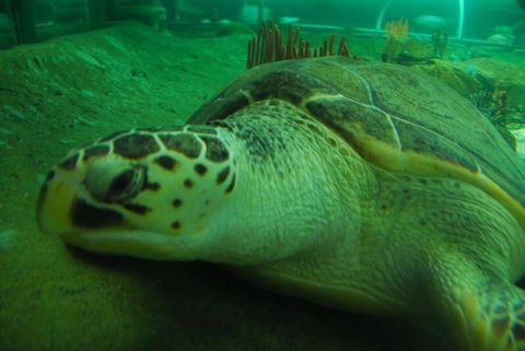 SEA LIFE Sydney Aquarium Entrance Ticket - Accommodation Australia 25