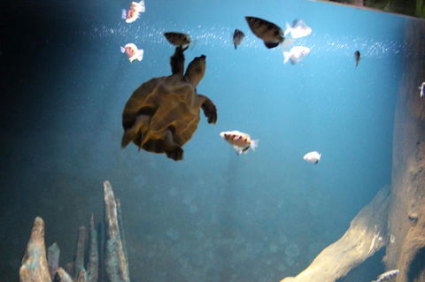 SEA LIFE Sydney Aquarium Entrance Ticket - Accommodation Australia 4