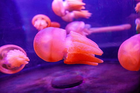 SEA LIFE Sydney Aquarium Entrance Ticket - Accommodation Australia 31