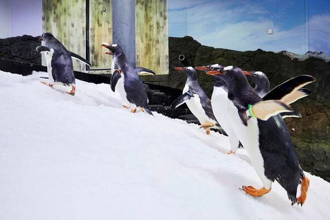 SEA LIFE Sydney Aquarium Entrance Ticket - Accommodation Australia 32