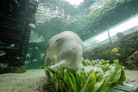 SEA LIFE Sydney Aquarium Entrance Ticket - Accommodation Australia 34