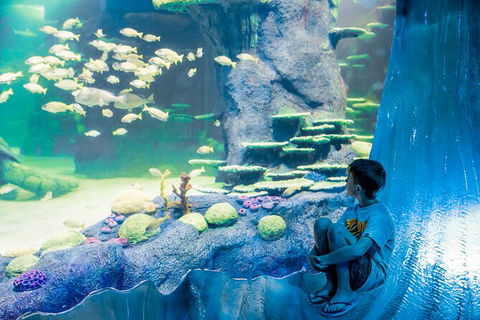 SEA LIFE Sydney Aquarium Entrance Ticket - Accommodation Australia 28