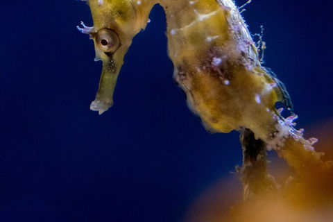 SEA LIFE Sydney Aquarium Entrance Ticket - Accommodation Australia 27