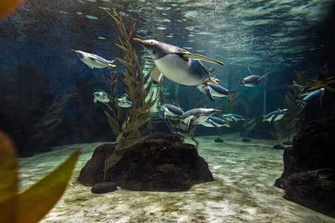 SEA LIFE Sydney Aquarium Entrance Ticket - Accommodation Australia 29