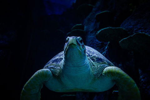 SEA LIFE Sydney Aquarium Entrance Ticket - Accommodation Australia 33