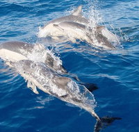 Port Stephens Day Tour From Sydney Including 4WD Sandboarding and Dolphins - Accommodation Australia