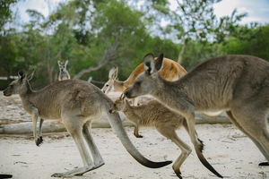 Visit Walkabout Wildlife Sanctuary