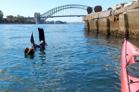 Kayak To Goat Island In Sydney Harbour With Local - Local Tourism 3