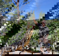 Private Shoalhaven Zoo Experience from Sydney - Local Tourism