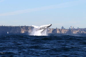 Sydney Harbour Ferry with Taronga Zoo Entry ticket and Whale Watching Cruise