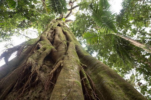 Byron Bay Combo: Hinterland Tour Including Minyon Falls And Kayaking With Dolphins - Accommodation Australia 13