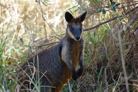 Byron Bay Combo: Hinterland Tour Including Minyon Falls And Kayaking With Dolphins - Accommodation Australia 10