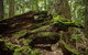 Byron Bay Combo: Hinterland Tour Including Minyon Falls And Kayaking With Dolphins - thumb 8