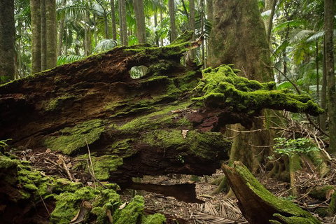 Byron Bay Combo: Hinterland Tour Including Minyon Falls And Kayaking With Dolphins - Accommodation Australia 8