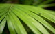Byron Bay Combo: Hinterland Tour Including Minyon Falls And Kayaking With Dolphins - thumb 11