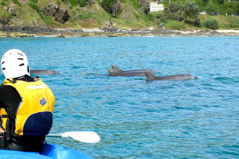 Byron Bay Combo: Hinterland Tour Including Minyon Falls And Kayaking With Dolphins - Accommodation Australia 12
