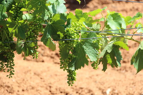 Hunter Valley Private Tour Including Wine, Chocolate, Cheese, Vodka, Gin Tasting - Australia Shopping 12