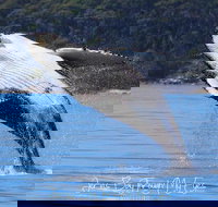 Whale Watching Jervis Bay - Local Tourism