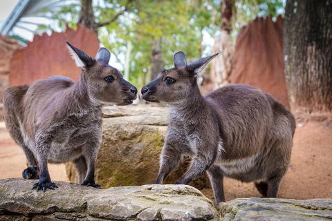 Australia Multi-City Attractions Pass - Accommodation Australia 9