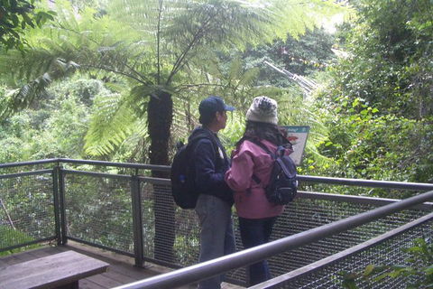 All-Day Blue Mountains Private Tour With Professional Guide For Up To 4 People - Accommodation Australia 19