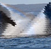 Jervis Bay Whale Watching Tour - Local Tourism