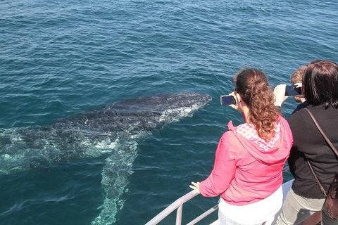 Jervis Bay Whale Watching Tour - Australia Shopping 9