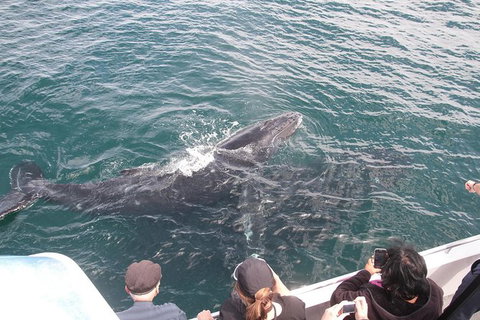 Jervis Bay Whale Watching Tour - Australia Shopping 12