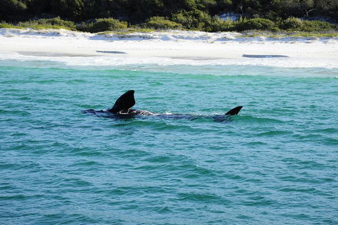 Jervis Bay Whale Watching Tour - Australia Shopping 5