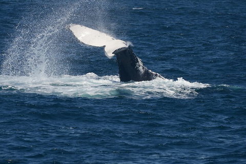 Jervis Bay Whale Watching Tour - Australia Shopping 11