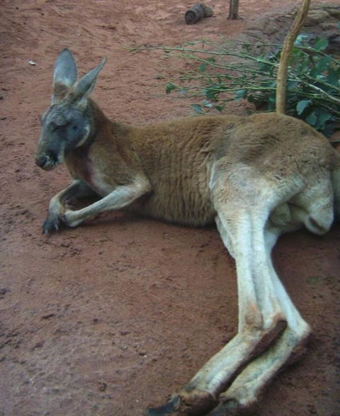 WILD LIFE Sydney Entrance Ticket - Accommodation Australia 13