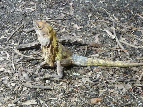 WILD LIFE Sydney Entrance Ticket - Accommodation Australia 9