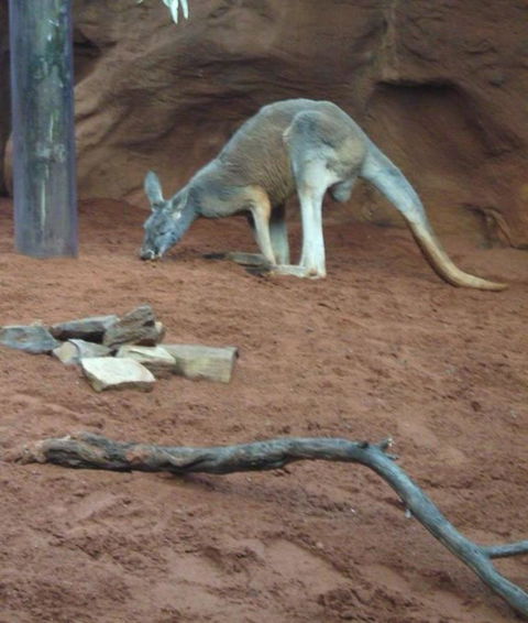 WILD LIFE Sydney Entrance Ticket - Accommodation Australia 14