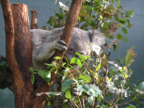 WILD LIFE Sydney Entrance Ticket - Accommodation Australia 16