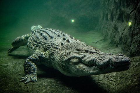 WILD LIFE Sydney Entrance Ticket - Accommodation Australia 0