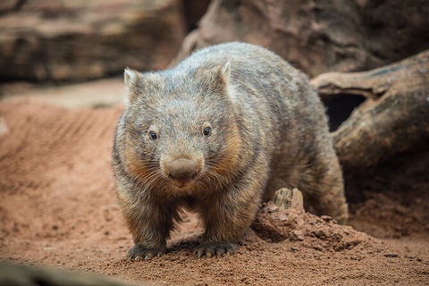 WILD LIFE Sydney Entrance Ticket - Accommodation Australia 20