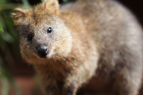 WILD LIFE Sydney Entrance Ticket - Accommodation Australia 23