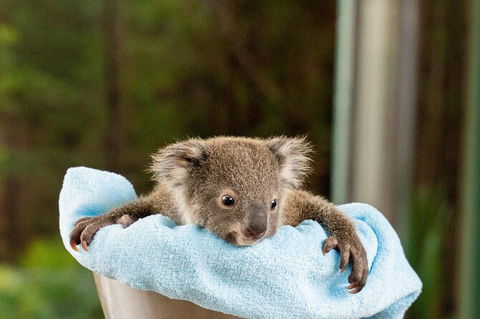 WILD LIFE Sydney Entrance Ticket - Accommodation Australia 25